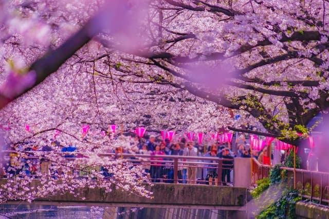 目黒川の桜並木と高層ビル、マンション特集の背景